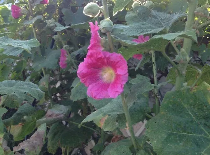 Holiday home La Petite Maison De *